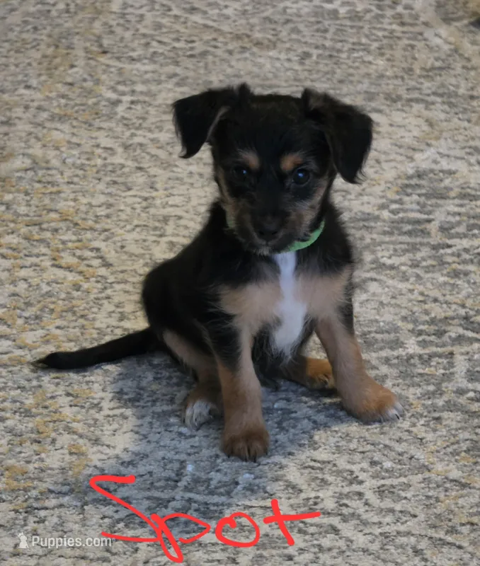 Spot – Chihuahua, Yorkshire Terrier puppy for sale in Naples, FL