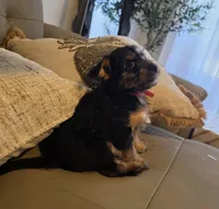 Goliath, a male Yorkshire Terrier for sale in Naples, FL – 2 of 3