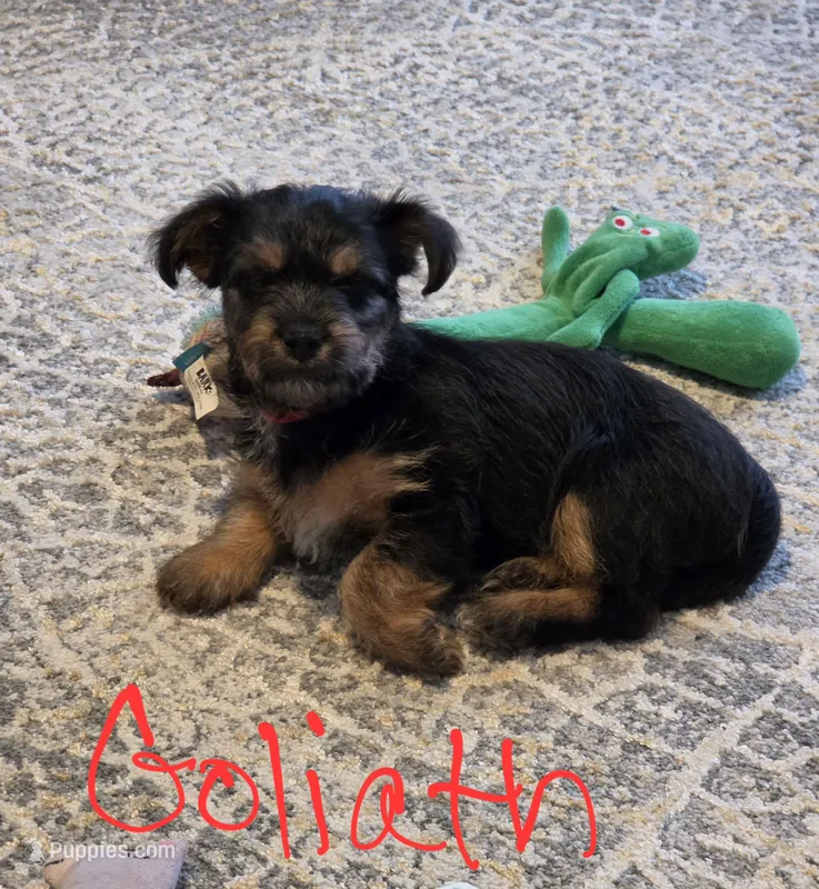Goliath – Yorkshire Terrier puppy for sale in Naples, FL