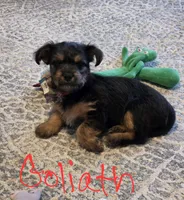 Goliath, a male Yorkshire Terrier for sale in Naples, FL – 1 of 3