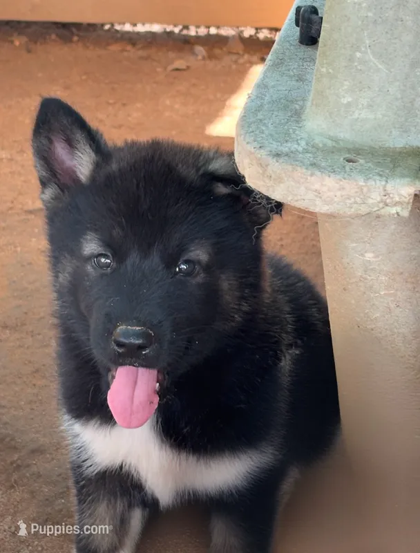 Puppy4 – Akita, Siberian Husky puppy for sale in Fayetteville, GA