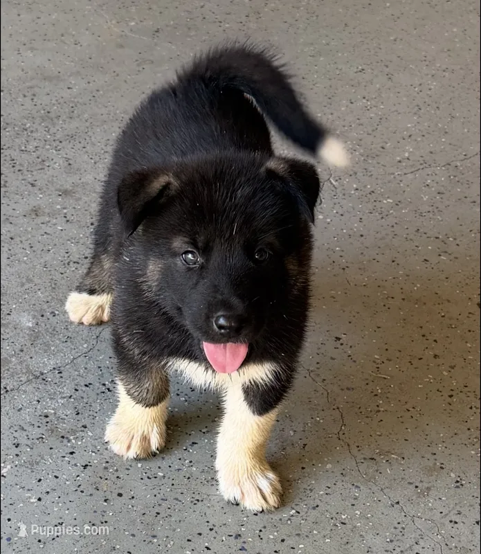 Puppy2 – Akita, Siberian Husky puppy for sale in Fayetteville, GA
