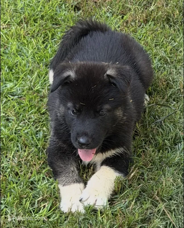Puppy1 – Akita, Siberian Husky puppy for sale in Fayetteville, GA