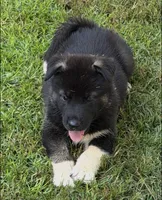 Puppy1, a male Akita and Siberian Husky for sale in Fayetteville, GA – 1 of 1