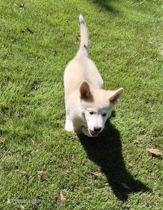 Puppy8 – Akita, Siberian Husky puppy for sale in Fayetteville, GA
