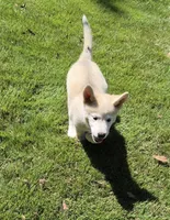 Puppy8, a female Akita and Siberian Husky for sale in Fayetteville, GA – 1 of 1