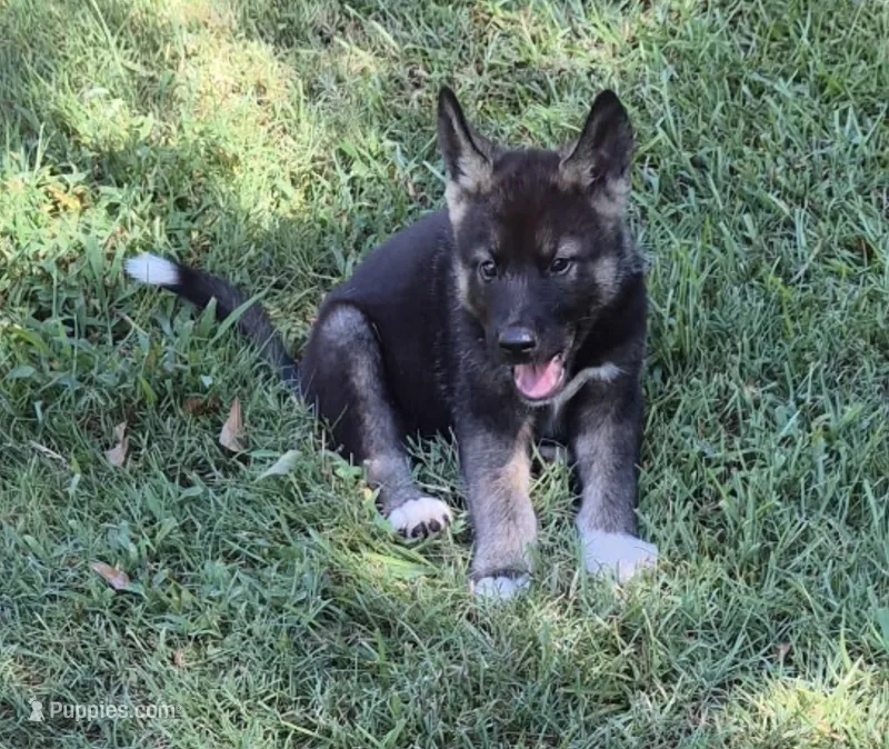 Puppy5 – Akita, Siberian Husky puppy for sale in Fayetteville, GA