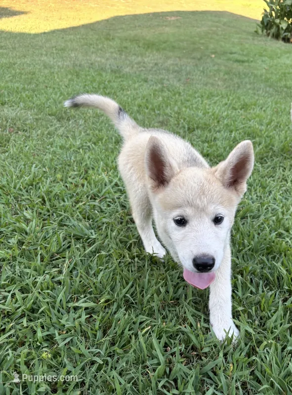 Puppy1 – Akita, Siberian Husky puppy for sale in Fayetteville, GA