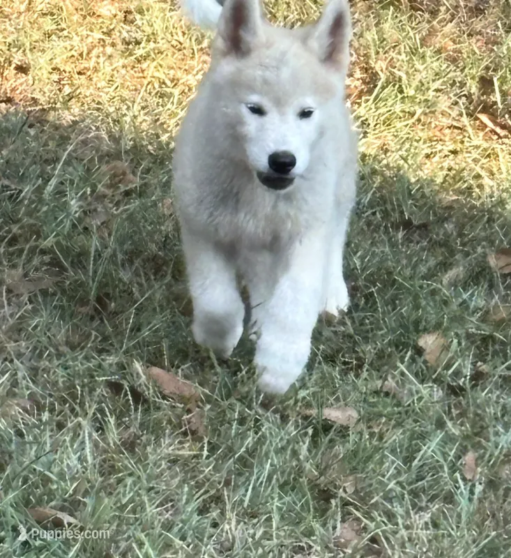 Puppy5 – Akita, Siberian Husky puppy for sale in Fayetteville, GA