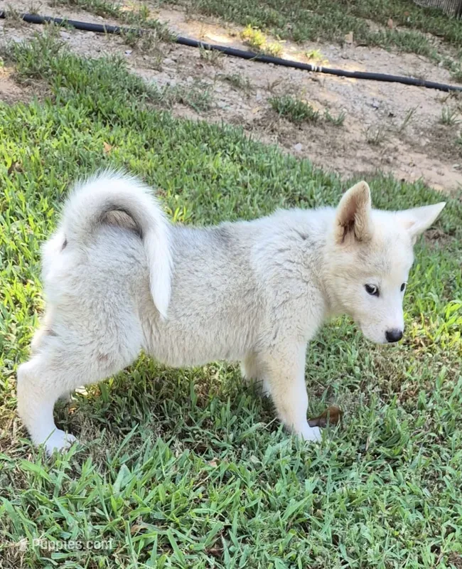 Puppy7 – Akita, Siberian Husky puppy for sale in Fayetteville, GA