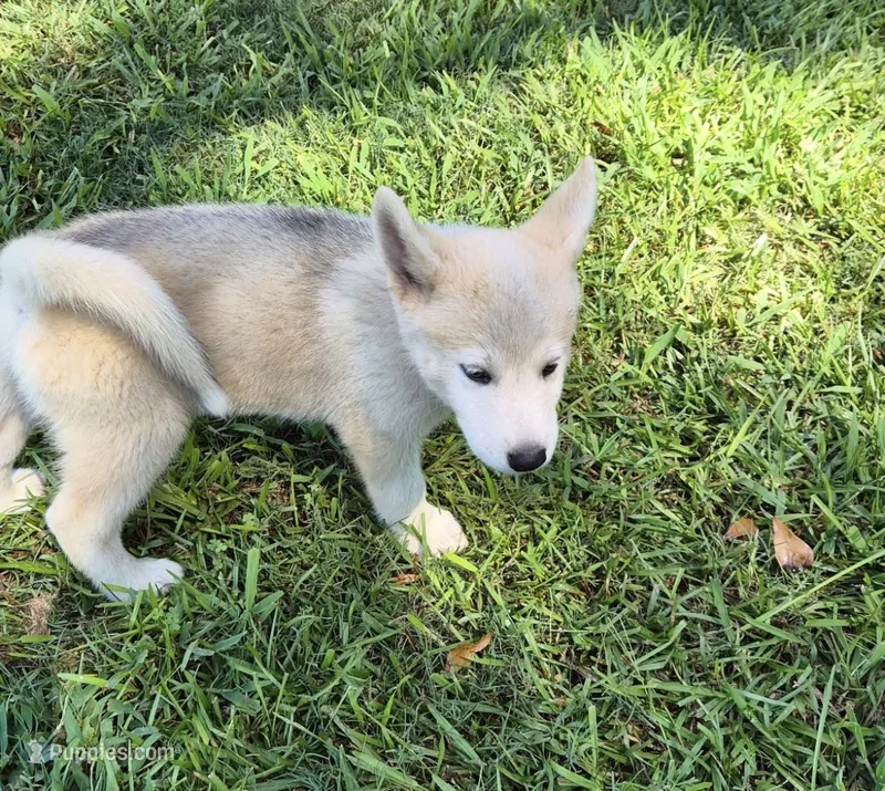 Puppy6 – Akita, Siberian Husky puppy for sale in Fayetteville, GA