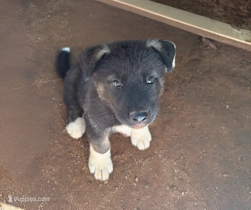 Puppy3 – Akita, Siberian Husky puppy for sale in Fayetteville, GA