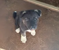 Puppy3, a male Akita and Siberian Husky for sale in Fayetteville, GA – 1 of 1