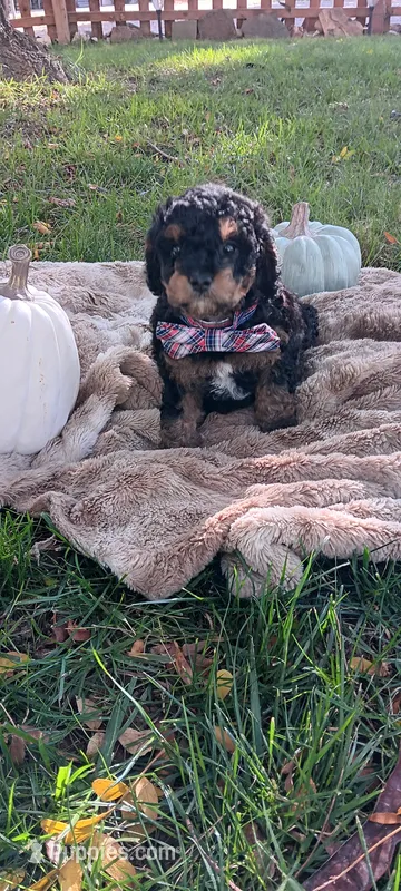 Baxter  – Cavapoo puppy for sale in Canon City, CO