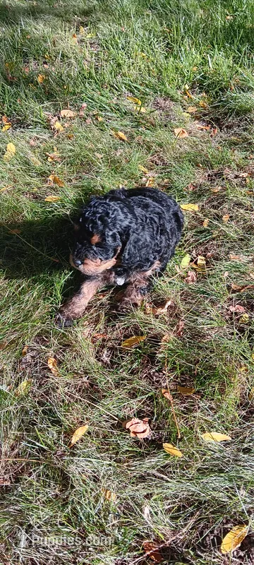 Baxter  – Cavapoo puppy for sale in Canon City, CO