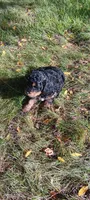 Baxter , a male Cavapoo for sale in Canon City, CO – 1 of 5