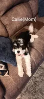 Bella, a female Cavapoo for sale in Canon City, CO – 5 of 5