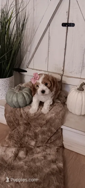 Bella – Cavapoo puppy for sale in Canon City, CO