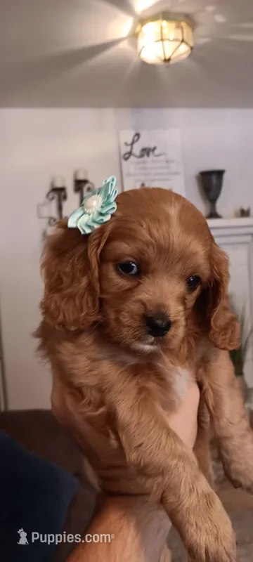 Bobbi – Cavapoo puppy for sale in Canon City, CO