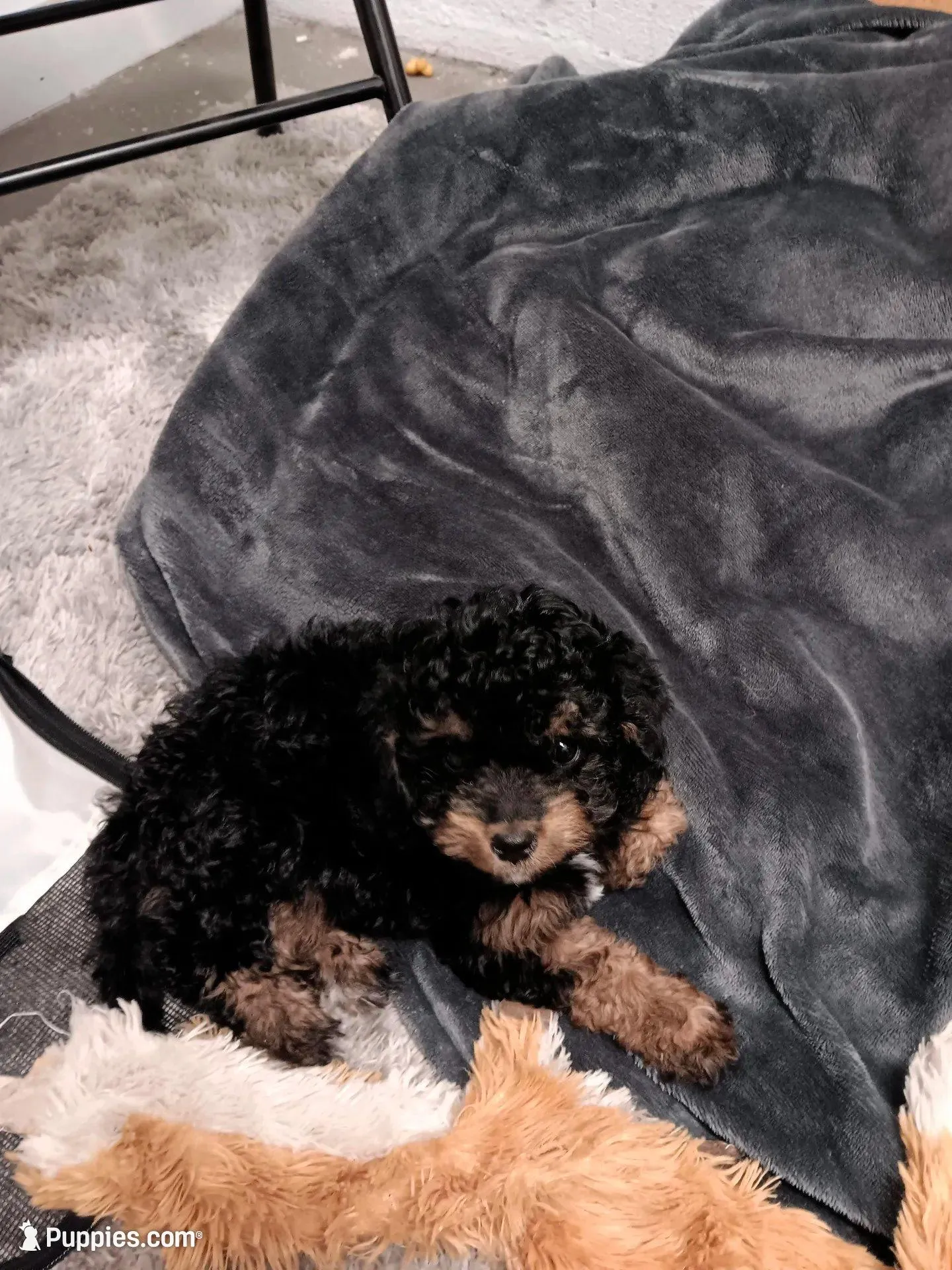 Ally, a female Cavapoo for sale in Canon City, CO – Photo 1 of 4