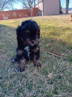 Ally, a female Cavapoo for sale in Canon City, CO – Photo 3 of 4