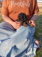 Ally, a female Cavapoo for sale in Canon City, CO – Photo 4 of 4