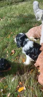 Buddy, a male Cavapoo for sale in Canon City, CO – 3 of 6