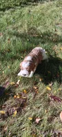 Bella, a female Cavapoo for sale in Canon City, CO – 3 of 5