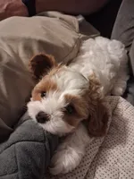 Mabel, a female Cavapoo for sale in Canon City, CO – 3 of 5
