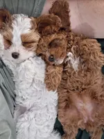 Mabel, a female Cavapoo for sale in Canon City, CO – 4 of 5