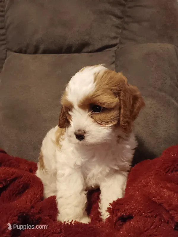 Mabel – Cavapoo puppy for sale in Canon City, CO
