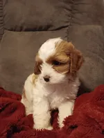 Mabel, a female Cavapoo for sale in Canon City, CO – 1 of 5