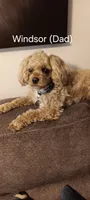 Baxter , a male Cavapoo for sale in Canon City, CO – 4 of 5