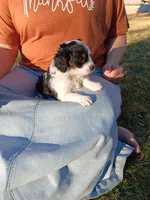 Addy, a female Cavapoo for sale in Canon City, CO – Photo 3 of 3