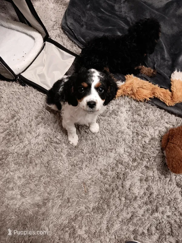 Addy – Cavapoo puppy for sale in Canon City, CO