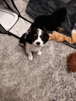 Addy, a female Cavapoo for sale in Canon City, CO – Photo 2 of 3