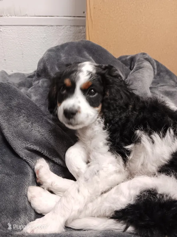 Addy – Cavapoo puppy for sale in Canon City, CO