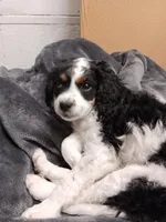 Addy, a female Cavapoo for sale in Canon City, CO – Photo 1 of 3
