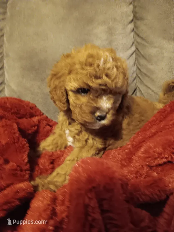 Marty  – Cavapoo puppy for sale in Canon City, CO