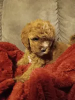 Marty , a female Cavapoo for sale in Canon City, CO – 1 of 4
