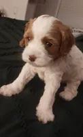 Mabel, a female Cavapoo for sale in Canon City, CO – 2 of 5