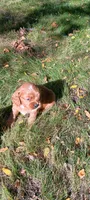 Bobbi, a female Cavapoo for sale in Canon City, CO – 2 of 4