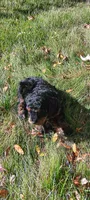 Baxter , a male Cavapoo for sale in Canon City, CO – 2 of 5