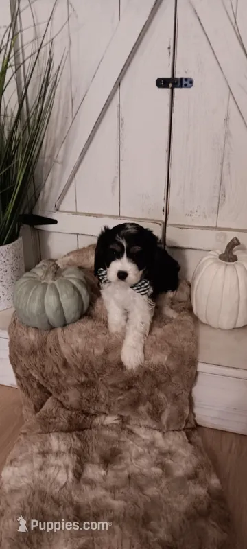 Buddy – Cavapoo puppy for sale in Canon City, CO