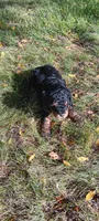 Baxter , a male Cavapoo for sale in Canon City, CO – 3 of 5
