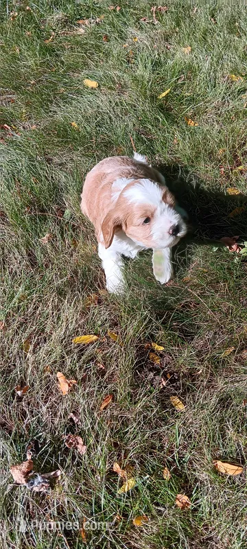 Bella – Cavapoo puppy for sale in Canon City, CO