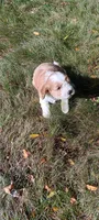 Bella, a female Cavapoo for sale in Canon City, CO – 1 of 5