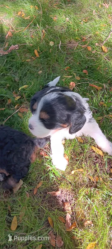 Buddy – Cavapoo puppy for sale in Canon City, CO