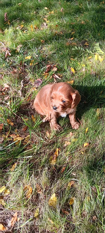 Bobbi – Cavapoo puppy for sale in Canon City, CO