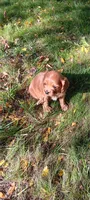 Bobbi, a female Cavapoo for sale in Canon City, CO – 1 of 4